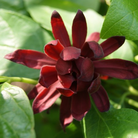 Gewürzstrauch - Calycanthus floridus