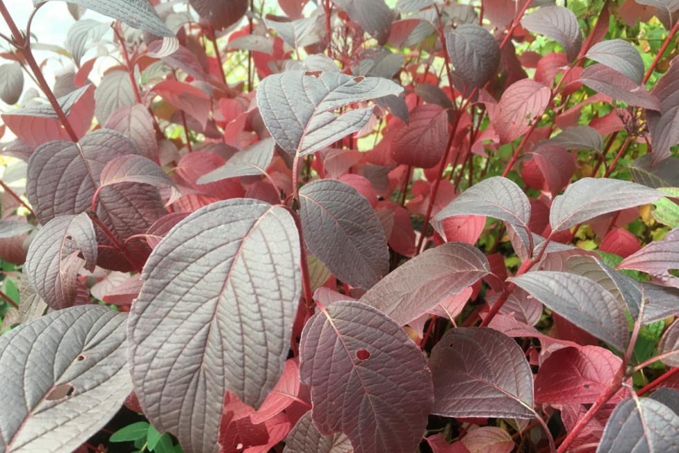 Cornus alba Siberian Pearls - Jardins du Monde.be