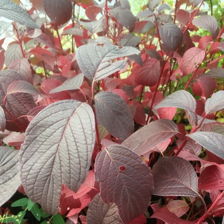 Cornus alba Siberian Pearls - Jardins du Monde.be
