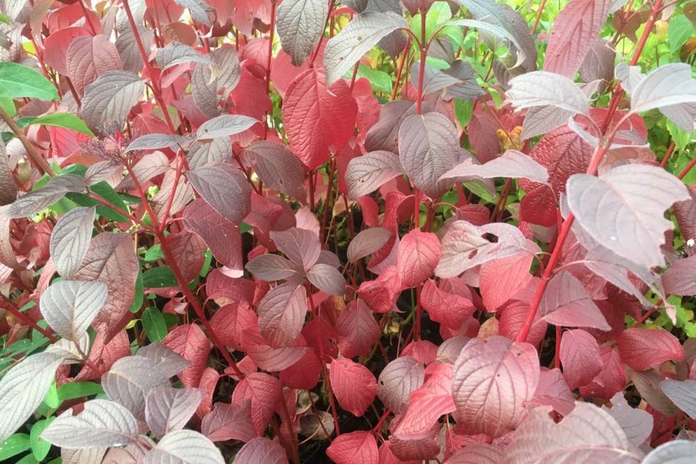Cornus alba Siberian Pearls - Jardins du Monde.be