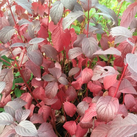 Cornus alba Siberian Pearls - Jardins du Monde.be