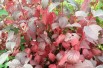 Cornus alba Siberian Pearls - Jardins du Monde.be
