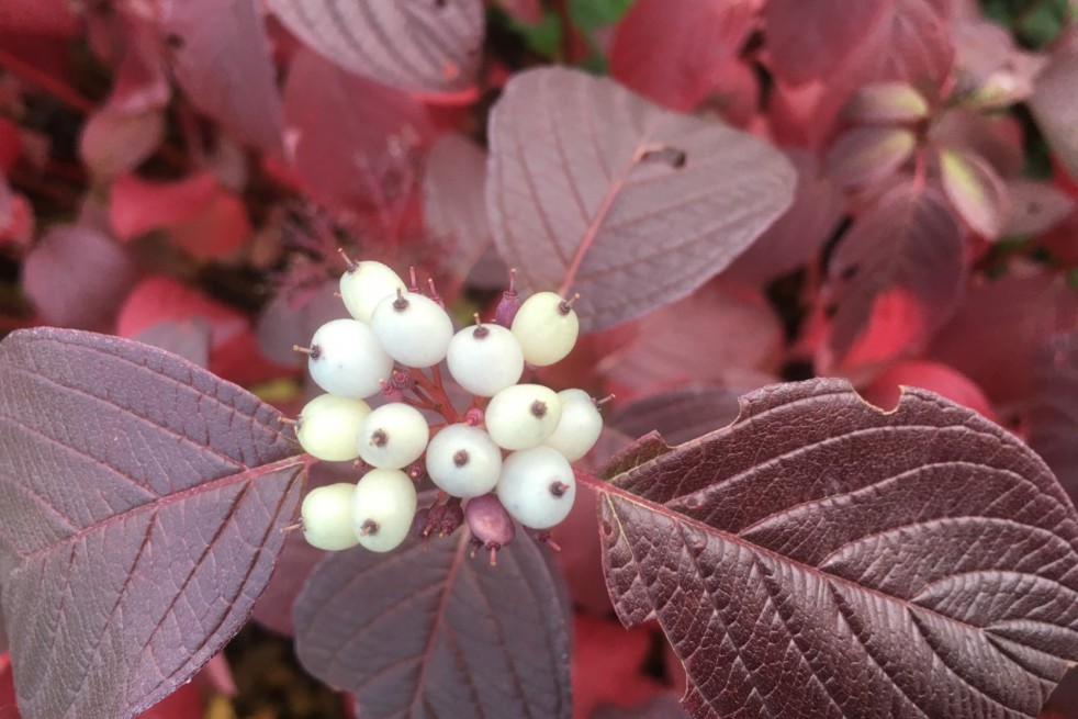 Cornus alba Siberian Pearls - Jardins du Monde.be