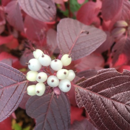 Hartriegel Siberian Pearls - Cornus alba Siberian Pearls