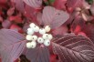 Cornus alba Siberian Pearls - Jardins du Monde.be