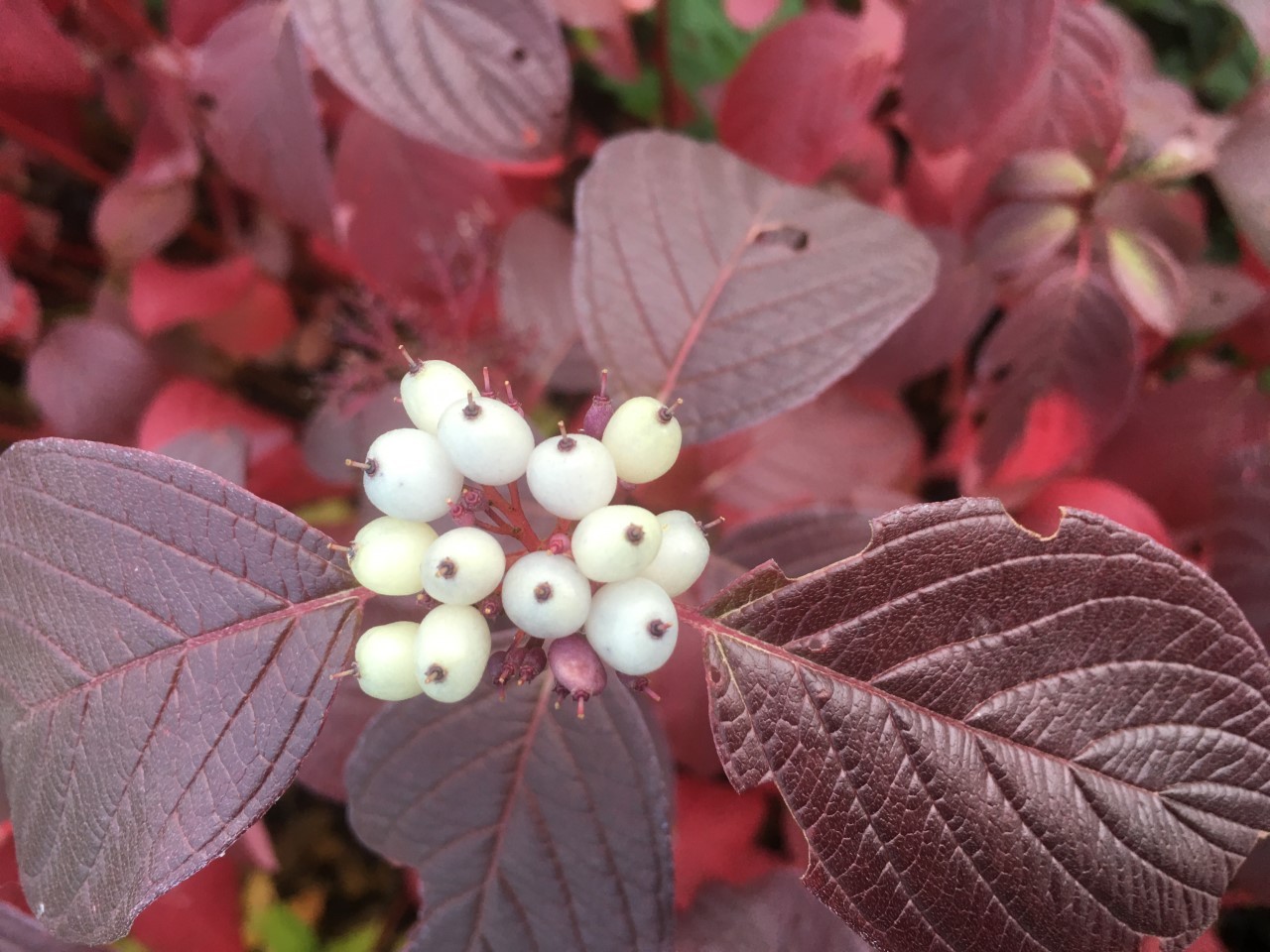 Red-barked dogwood Siberian Pearls