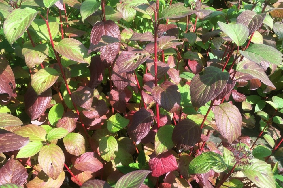 Cornus alba Siberian Pearls - Jardins du Monde.be
