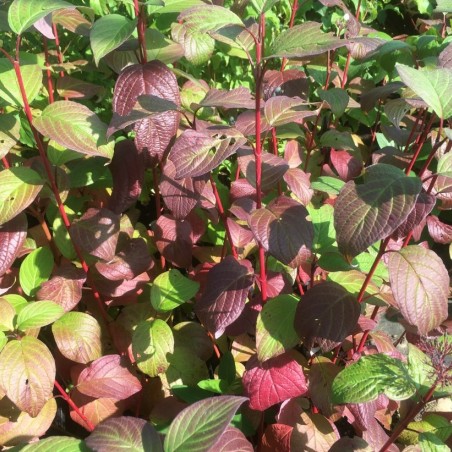 Cornus alba Siberian Pearls - Jardins du Monde.be