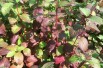 Cornus alba Siberian Pearls - Jardins du Monde.be