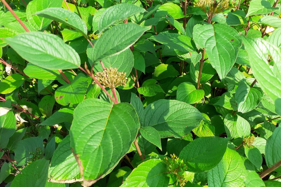 Cornus alba Siberian Pearls - Jardins du Monde.be