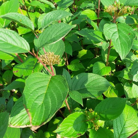 Hartriegel Siberian Pearls - Cornus alba Siberian Pearls