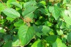 Cornus alba Siberian Pearls - Jardins du Monde.be