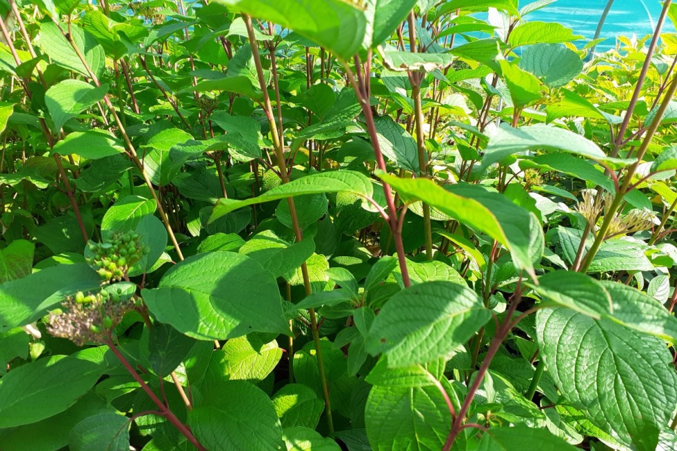 Cornus alba Siberian Pearls - Jardins du Monde.be