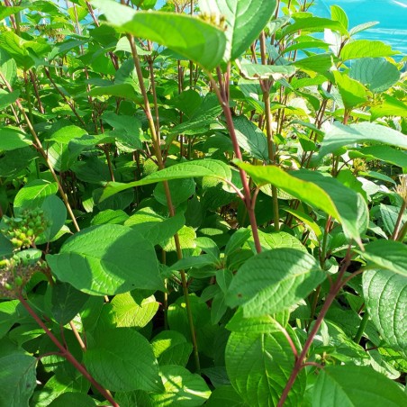Cornus alba Siberian Pearls - Jardins du Monde.be