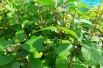 Cornus alba Siberian Pearls - Jardins du Monde.be