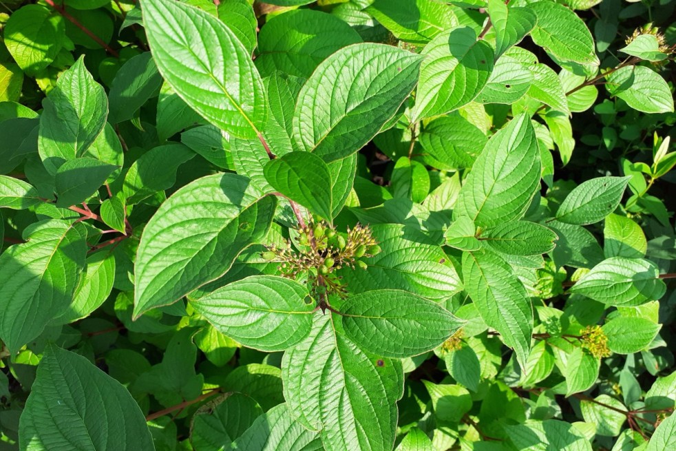 Cornus alba Siberian Pearls - Jardins du Monde.be