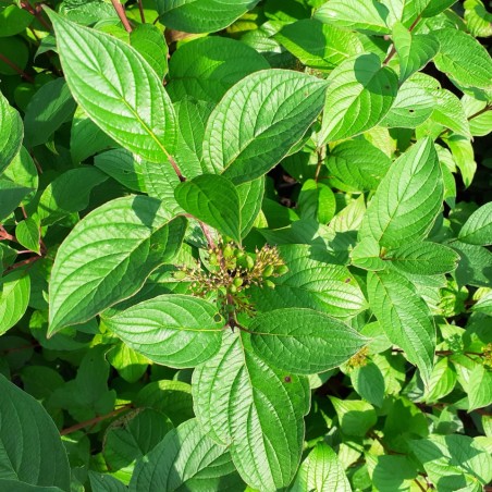 Hartriegel Siberian Pearls - Cornus alba Siberian Pearls