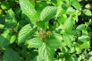 Cornus alba Siberian Pearls - Jardins du Monde.be