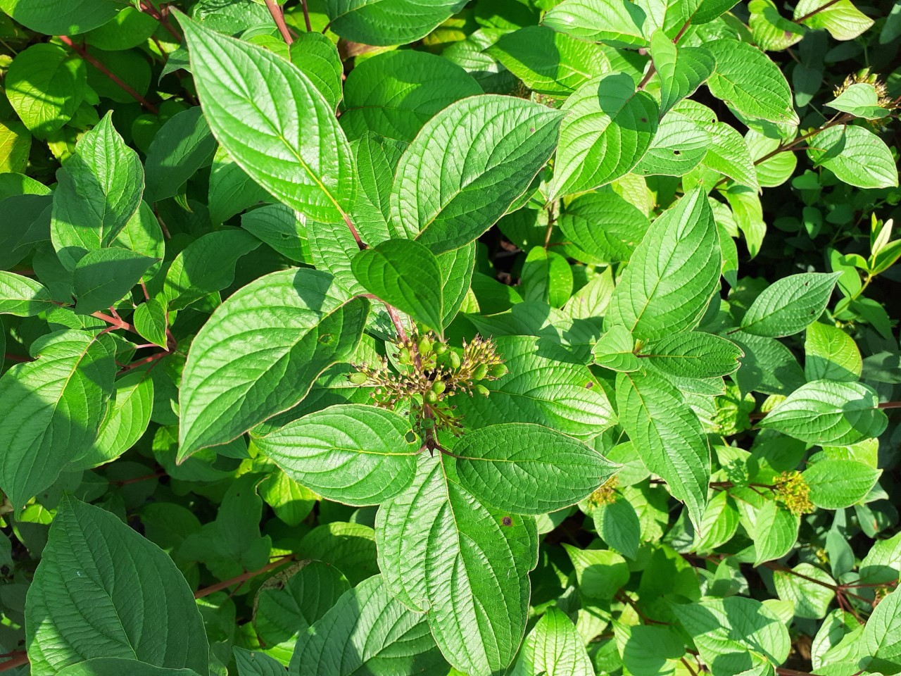Red-barked dogwood Siberian Pearls