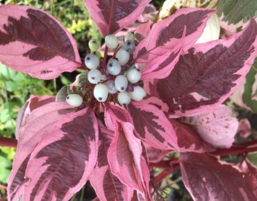 Cornus alba Sibirica Variegata
- Jardins du Monde.be