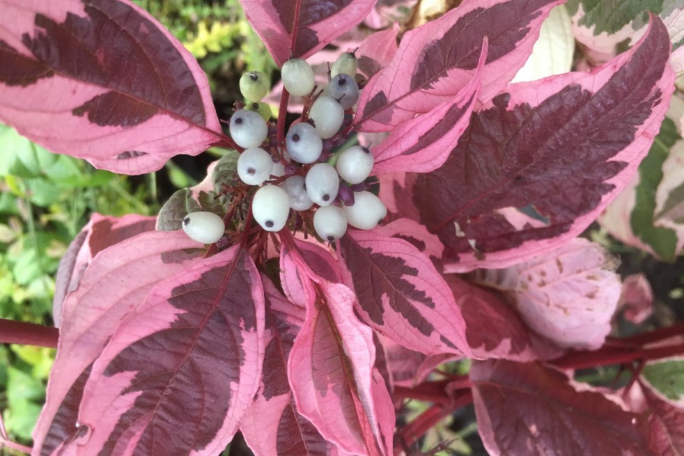 Cornus alba Sibirica Variegata
- Jardins du Monde.be