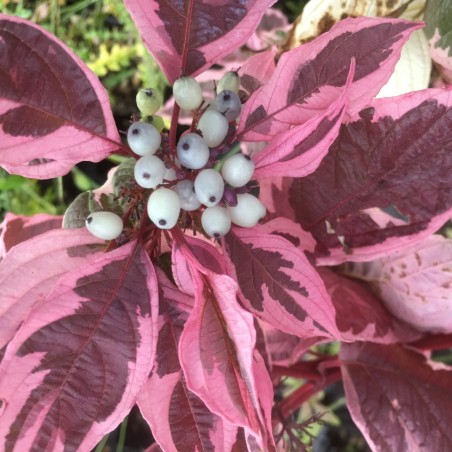 Cornus alba Sibirica Variegata
- Jardins du Monde.be