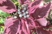 Cornus alba Sibirica Variegata
- Jardins du Monde.be