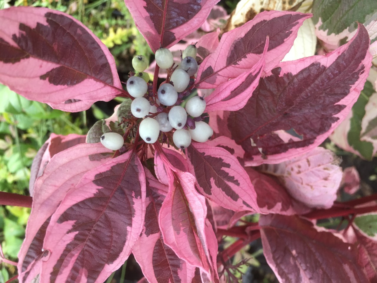 Hartriegel Sibirica Variegata