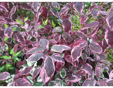 Hartriegel Sibirica Variegata - Cornus alba Sibirica Variegata