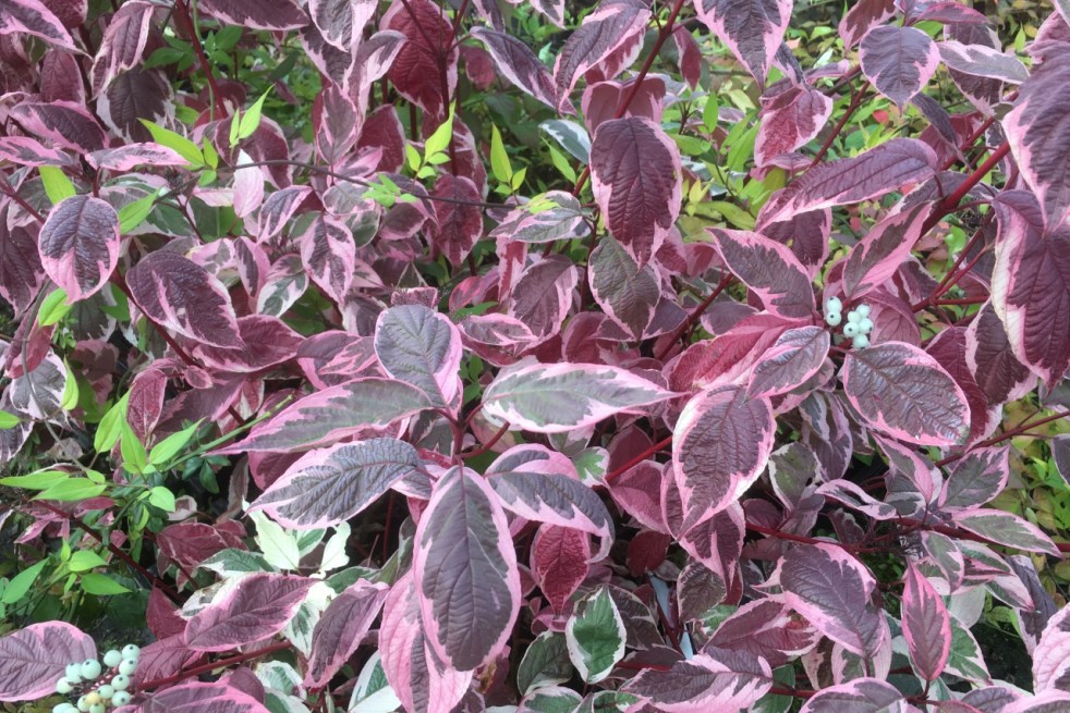 Cornus alba Sibirica Variegata
- Jardins du Monde.be Cornus alba Sibirica Variegata
- Jardins du Monde.be