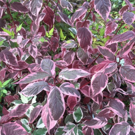 Cornus alba Sibirica Variegata
- Jardins du Monde.be