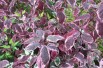 Cornus alba Sibirica Variegata
- Jardins du Monde.be