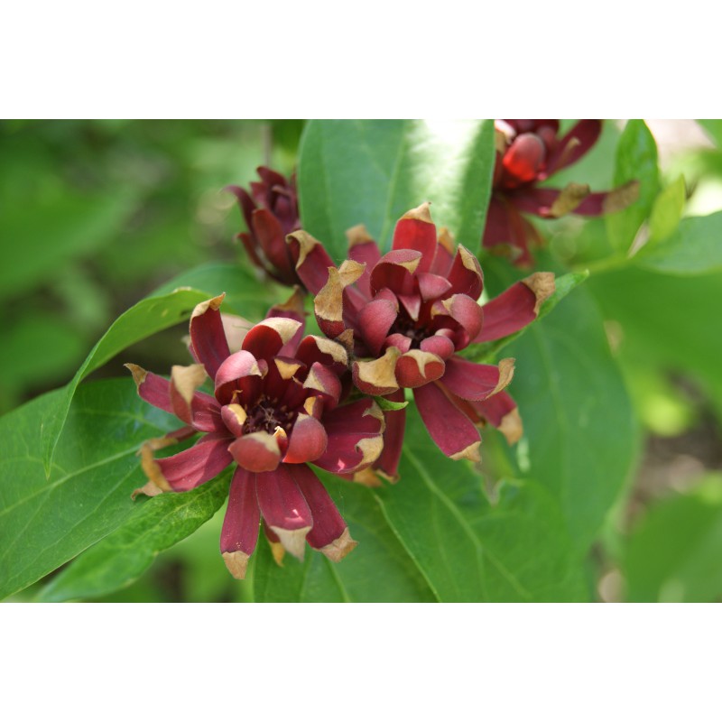 Carolina Allspice Calycanthus floridus