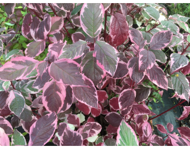 Hartriegel Sibirica Variegata - Cornus alba Sibirica Variegata