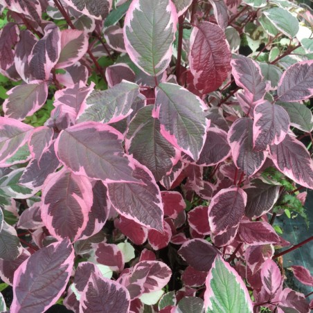 Cornus alba Sibirica Variegata
- Jardins du Monde.be