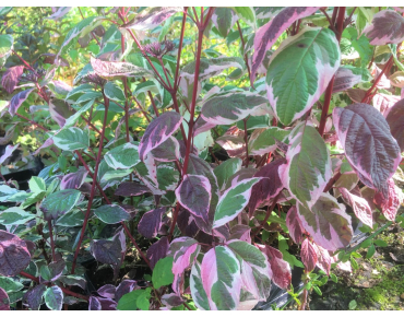 Hartriegel Sibirica Variegata - Cornus alba Sibirica Variegata