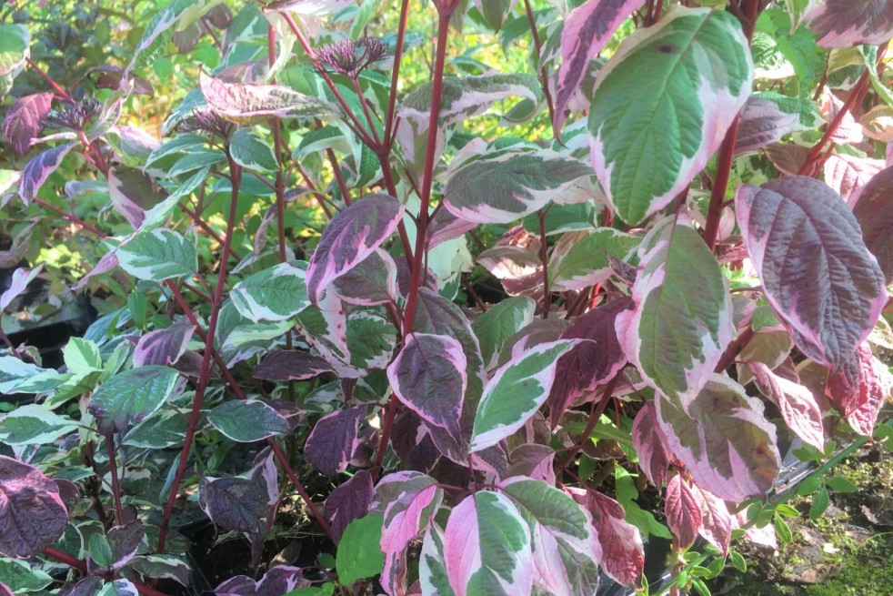 Cornus alba Sibirica Variegata
- Jardins du Monde.be Cornus alba Sibirica Variegata
- Jardins du Monde.be