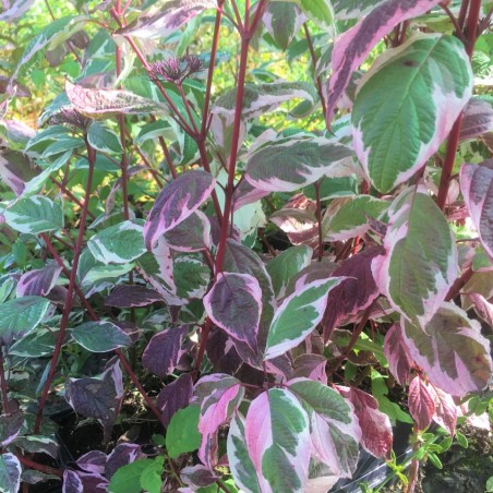 Cornus alba Sibirica Variegata
- Jardins du Monde.be