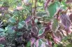 Cornus alba Sibirica Variegata
- Jardins du Monde.be