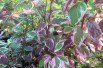 Cornus alba Sibirica Variegata
- Jardins du Monde.be