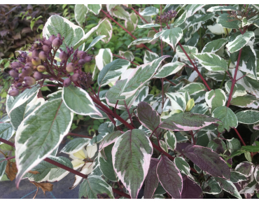 Cornus alba Sibirica Variegata
- Jardins du Monde.be