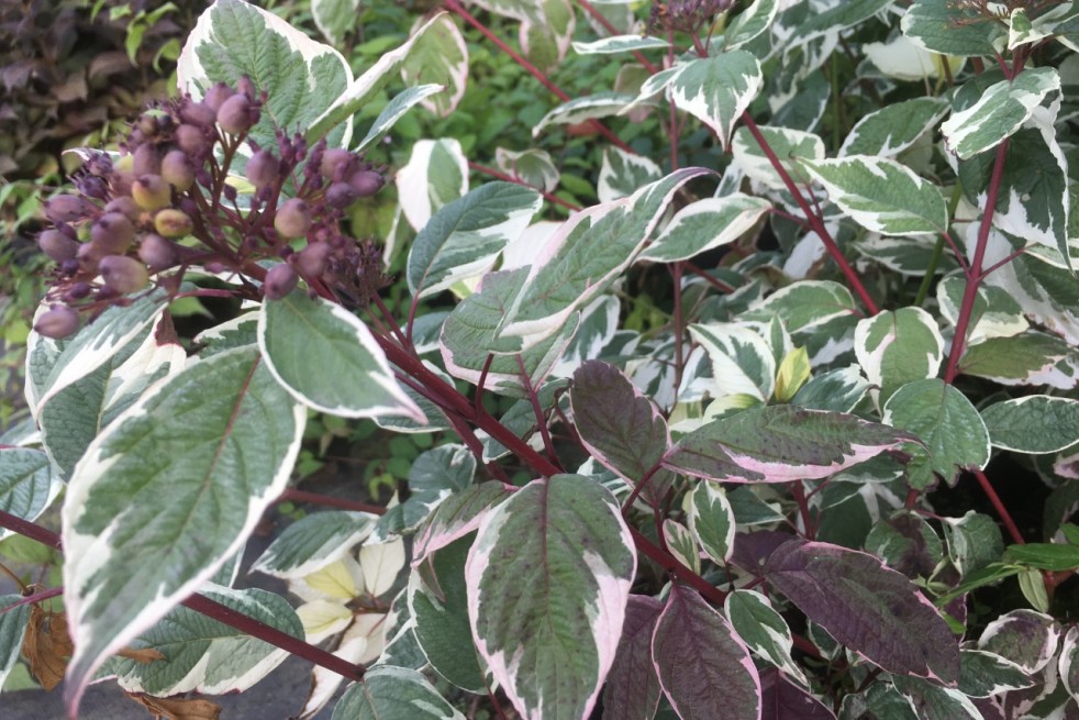 Cornus alba Sibirica Variegata
- Jardins du Monde.be Cornus alba Sibirica Variegata
- Jardins du Monde.be