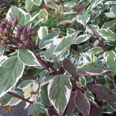 Witte kornoelje Sibirica Variegata - Cornus alba Sibirica Variegata