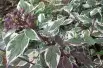 Cornus alba Sibirica Variegata
- Jardins du Monde.be