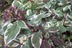 Cornus alba Sibirica Variegata
- Jardins du Monde.be