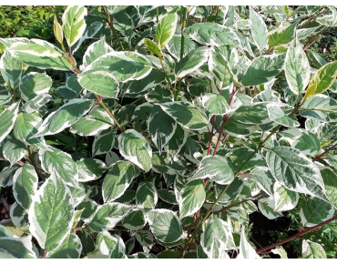 Hartriegel Sibirica Variegata - Cornus alba Sibirica Variegata