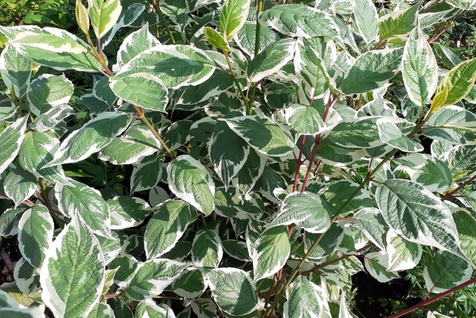 Cornus alba Sibirica Variegata
- Jardins du Monde.be Cornus alba Sibirica Variegata
- Jardins du Monde.be