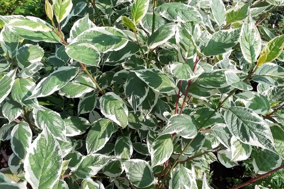 Cornus alba Sibirica Variegata
- Jardins du Monde.be