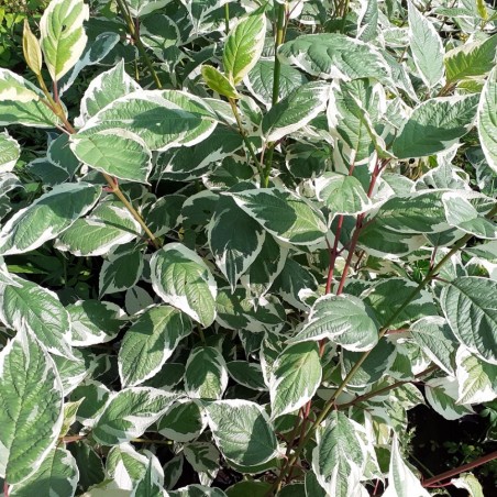 Cornus alba Sibirica Variegata
- Jardins du Monde.be