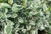Cornus alba Sibirica Variegata
- Jardins du Monde.be